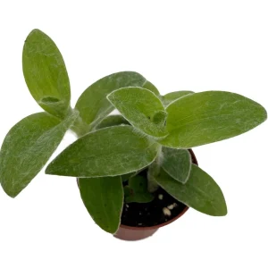 Tradescantia sillamontana Live Plant - Fuzzy Spiderwort, 2.5