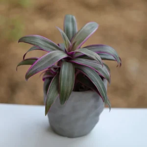 Tradescantia Spathacea Tricolor Live Plant - Moses in the Cradle Houseplant - Image 1