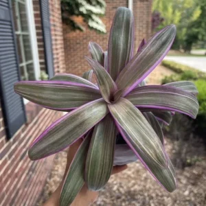 Tradescantia Spathacea Tricolor Live Plant - Moses in the Cradle Houseplant - Image 9