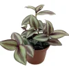 Tradescantia Sterling Silver Live Plant - Purple & Silver, 2.5" Pot - Image 1