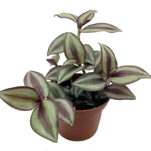Tradescantia Sterling Silver Live Plant - Purple & Silver, 2.5