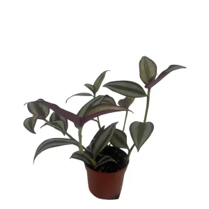 Tradescantia Sterling Silver Live Plant - Purple & Silver, 2.5