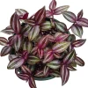 Tradescantia Zebrina Evanesce Live Plant - Wandering Dude Houseplant Indoor - Image 1