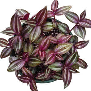 Tradescantia Zebrina Evanesce Live Plant - Wandering Dude Houseplant Indoor - Image 1