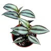 Tradescantia Zebrina Superba Live Plant – Wandering Dude Houseplant – Vibrant Purple Foliage – Indoor - Image 1
