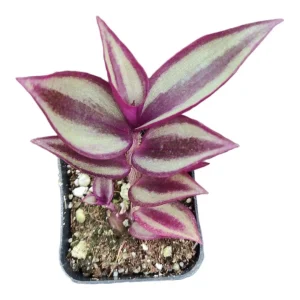 Tradescantia Zebrina Superba Live Plant – Wandering Dude Houseplant – Vibrant Purple Foliage – Indoor - Image 2