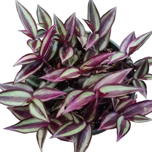Tradescantia Zebrina Superba Live Plant – Wandering Dude Houseplant – Vibrant Purple Foliage – Indoor - Image 3