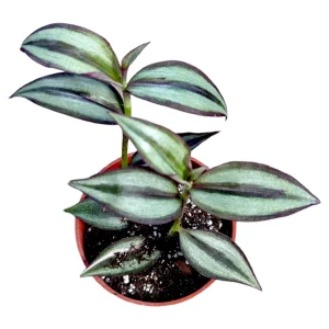 Tradescantia Zebrina Superba Live Plant – Wandering Dude Houseplant – Vibrant Purple Foliage – Indoor - Image 1