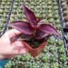 Tradescantia zebrina Violet Wandering Dude Live Houseplant - Indoor Plant - Image 1