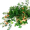 Trailing Goldfish Plant Live Plant 4 Inch Pot - Indoor Houseplant - Image 1