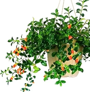 Trailing Goldfish Plant Live Plant 4 Inch Pot - Indoor Houseplant - Image 2