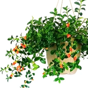 Trailing Goldfish Plant Live Plant 4 Inch Pot - Indoor Houseplant - Image 3