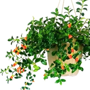Trailing Goldfish Plant Live Plant 4 Inch Pot - Indoor Houseplant - Image 6