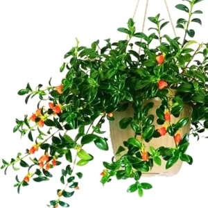 Trailing Goldfish Plant Live Plant 4 Inch Pot - Indoor Houseplant - Image 7