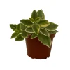 Trailing Ice Plant Live Succulent - Dorotheanthus bellidiformis - 2.5" Pot - Indoor/Outdoor - Image 1