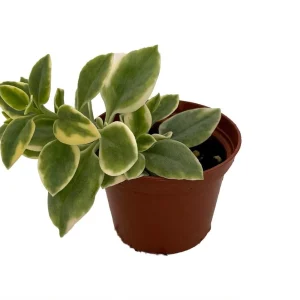 Trailing Ice Plant Live Succulent - Dorotheanthus bellidiformis - 2.5