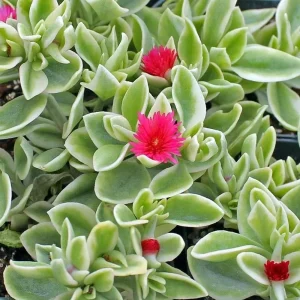 Trailing Ice Plant Live Succulent - Dorotheanthus bellidiformis - 2.5