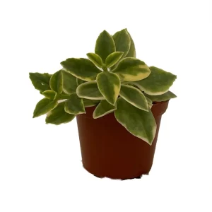 Trailing Ice Plant Live Succulent - Dorotheanthus bellidiformis - 2.5