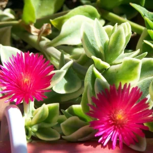 Trailing Ice Plant Live Succulent - Dorotheanthus bellidiformis - 2.5