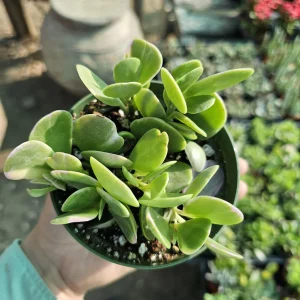 Trailing Jade Live Succulent Plant – Weeping Sedum in 2in & 4in Pots – Indoor/Outdoor - Image 1