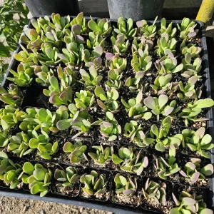 Trailing Jade Live Succulent Plant – Weeping Sedum in 2in & 4in Pots – Indoor/Outdoor - Image 4