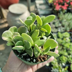 Trailing Jade Live Succulent Plant – Weeping Sedum in 2in & 4in Pots – Indoor/Outdoor - Image 5