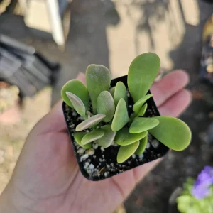 Trailing Jade Live Succulent Plant – Weeping Sedum in 2in & 4in Pots – Indoor/Outdoor - Image 6