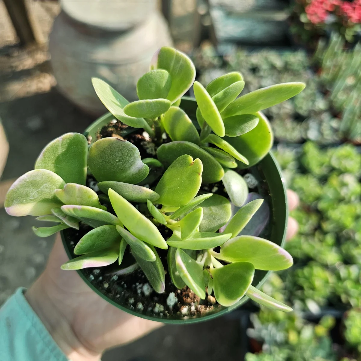 Trailing Jade Live Succulent Plant – Weeping Sedum in 2in & 4in Pots – Indoor/Outdoor - Image 1