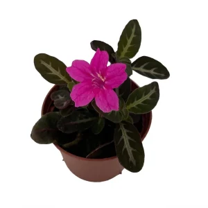 Trailing Velvet Plant Ruellia makoyana Live Plant - 2.5 inch Pot - Indoor - Image 2