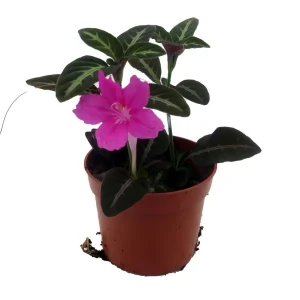 Trailing Velvet Plant Ruellia makoyana Live Plant - 2.5 inch Pot - Indoor - Image 3