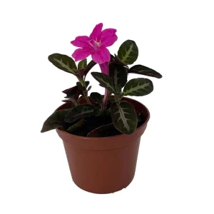 Trailing Velvet Plant Ruellia makoyana Live Plant - 2.5 inch Pot - Indoor - Image 1