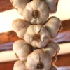 Transylvanian Vampire Garlic Bulbs 1 lb – Organic Softneck for Planting or Eating - Image 1