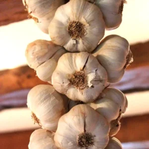Transylvanian Vampire Garlic Bulbs 1 lb – Organic Softneck for Planting or Eating - Image 1
