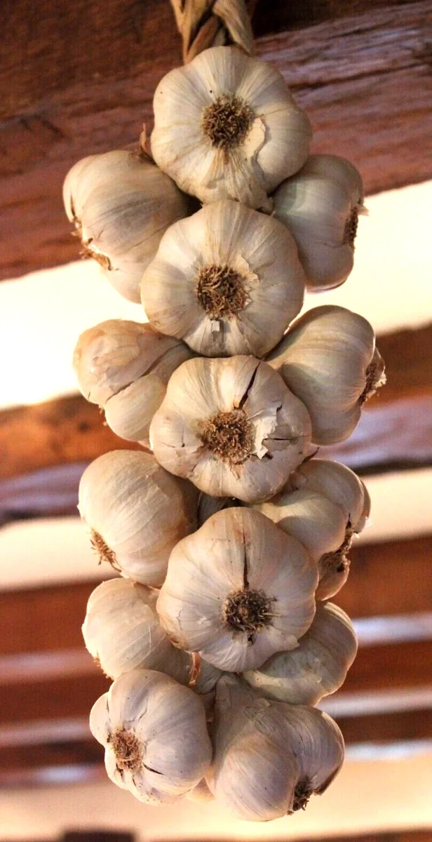 Transylvanian Vampire Garlic Bulbs 1 lb – Organic Softneck for Planting or Eating - Image 1