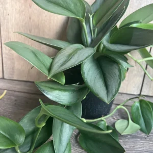 Treubii Moonlight Scindapsus Live Plant - Sterling Silver 6 inch Pot Indoor - Image 2