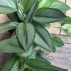 Treubii Moonlight Scindapsus Live Plant - Sterling Silver 6 inch Pot Indoor - Image 5