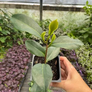 Tricolor Camellia Japonica Live Plant - 4 Inch Pot, Evergreen Flowering Shrub, USDA Zones 7a-10a - Image 3