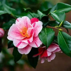 Tricolor Camellia Japonica Live Plant - 4 Inch Pot, Evergreen Flowering Shrub, USDA Zones 7a-10a - Image 1