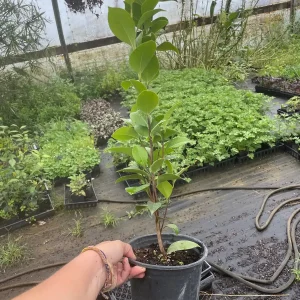 Tricolor Camellia Live Plant - Evergreen Flowering Shrub, 1 Gallon Container - Image 2