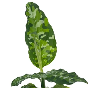 Tricolor Chinese Evergreen Plant - Aglaonema pictum - Live Houseplant - 4