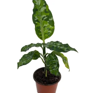 Tricolor Chinese Evergreen Plant - Aglaonema pictum - Live Houseplant - 4