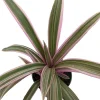 Tricolor Moses in the Cradle Plant - Rhoeo Live Plant - 4 inch Nursery Pot - Indoor Foliage - Image 1