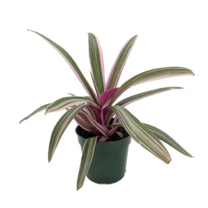 Tricolor Moses in the Cradle Plant - Rhoeo Live Plant - 4 inch Nursery Pot - Indoor Foliage - Image 2
