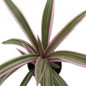 Tricolor Moses in the Cradle Plant - Rhoeo Live Plant - 4 inch Nursery Pot - Indoor Foliage - Image 1