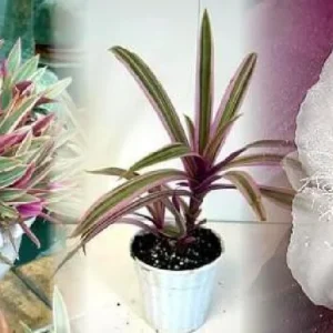 Tricolor Moses in the Cradle Plant - Rhoeo Live Plant - 4 inch Nursery Pot - Indoor Foliage - Image 4