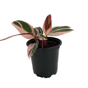 Tricolor Prayer Plant Live Plant - Stromanthe Triostar - 4