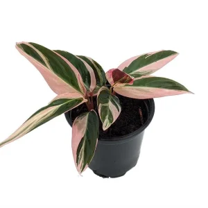 Tricolor Prayer Plant Live Plant - Stromanthe Triostar - 4