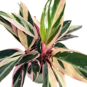 Tricolor Prayer Plant Live Plant - Stromanthe Triostar - 4