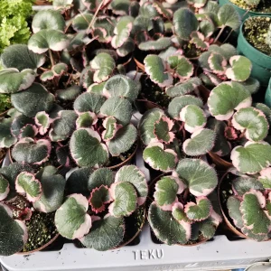 Tricolor Strawberry Geranium Live Plant - Saxifraga Stolonifera - 2in/4in Pot - Image 2