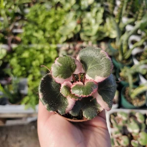 Tricolor Strawberry Geranium Live Plant - Saxifraga Stolonifera - 2in/4in Pot - Image 3